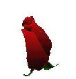 rose.gif